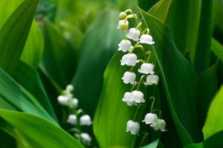 Lily of the Valley by Oceane George via Pexels.com