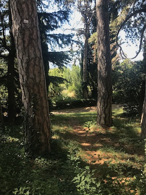 Path in Trieste, Italy by Dr Vivienne Decleva